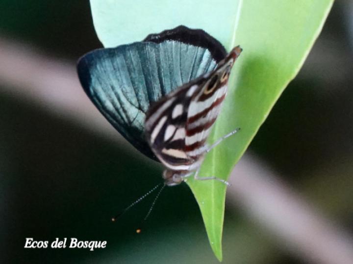 Dynamine paulina thalassina