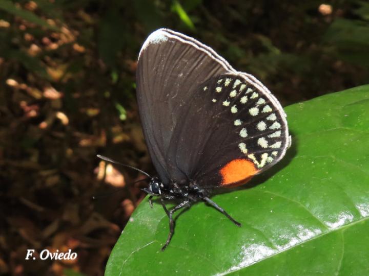 Eumaeus godartii 
