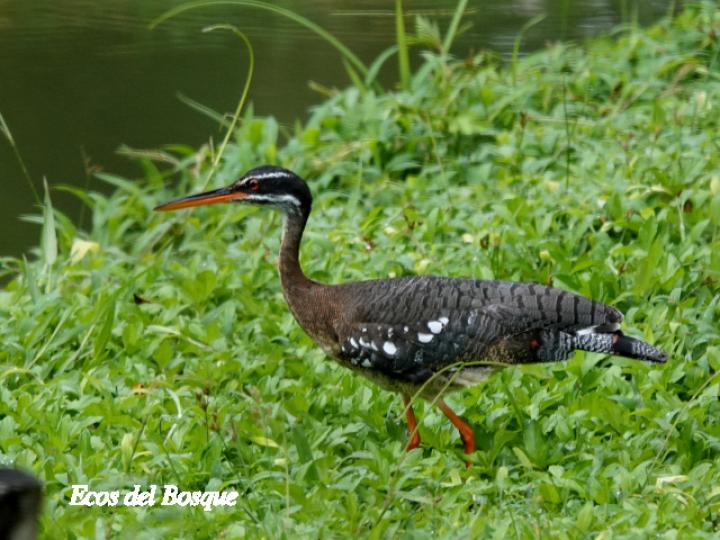 Eurypyga helias (Garza del sol)