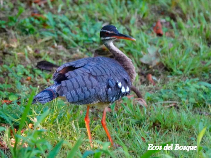 Eurypyga helias (Garza del sol)