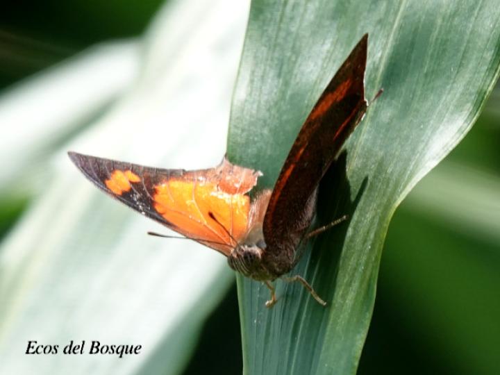 Fountainea eurypyle confusa (Ala de hoja puntiaguda)