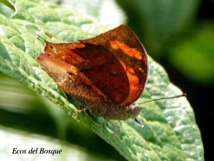 Fountainea eurypyle confusa (Ala de hoja puntiaguda)