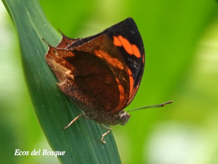 Fountainea eurypyle confusa (Ala de hoja puntiaguda)