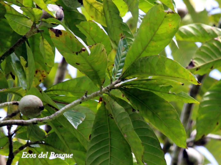 Genipa americana (Guaitil)