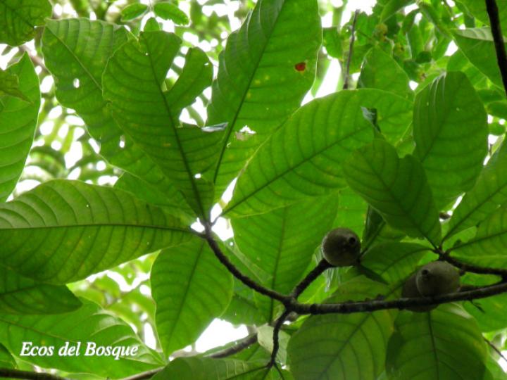 Genipa americana (Guaitil)