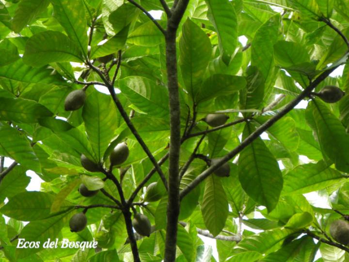 Genipa americana (Guaitil)