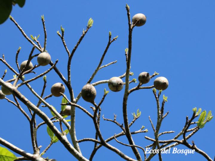 Genipa americana (Guaitil)