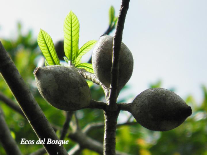 Genipa americana (Guaitil)