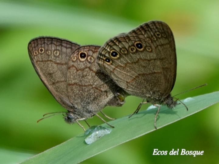 Hermeuptychia hermes (Sátira de Hermes)