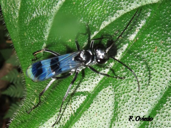 Priochilus gloriosum (Avispa cazadora de arañas) Priochilus gloriosum (Avispa cazadora de arañas)