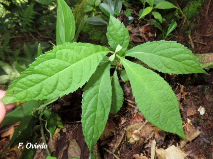 Koanophyllon hylonomum