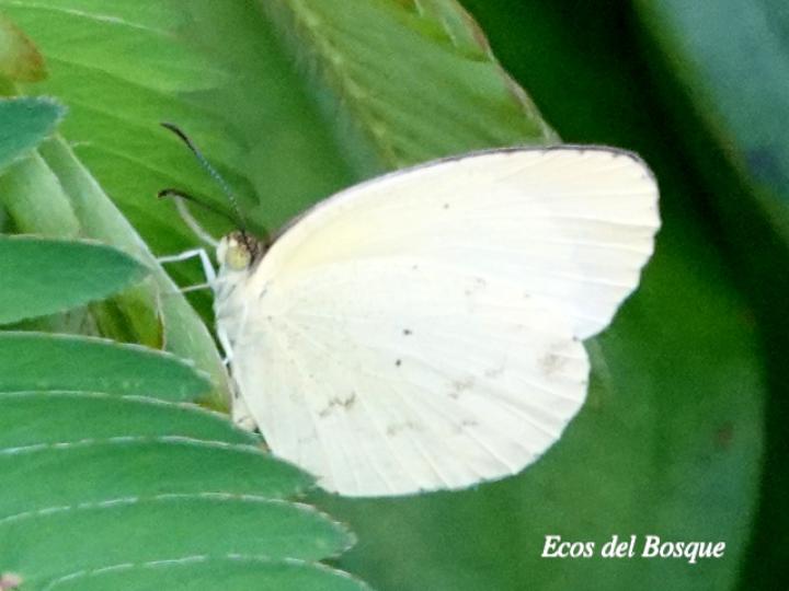Leptophobia aripa elodia (Mariposa blanca del mastuerzo)