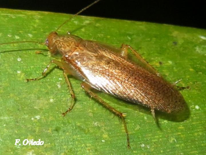 Nahublattella fraterna (Cucaracha de la madera de alas transparentes