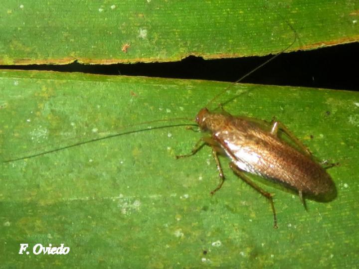 Nahublattella fraterna (Cucaracha de la madera de alas transparentes
