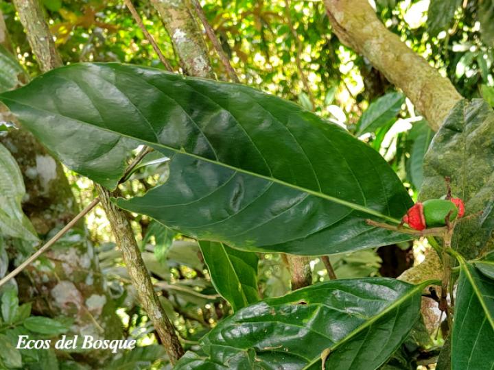 Ocotea dendrodaphne (Aguacatillo)