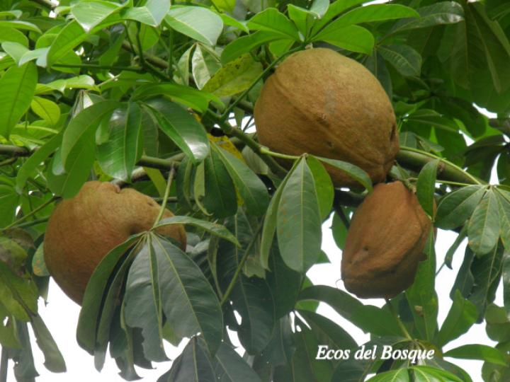 Pachira aquatica (Poponjoche)