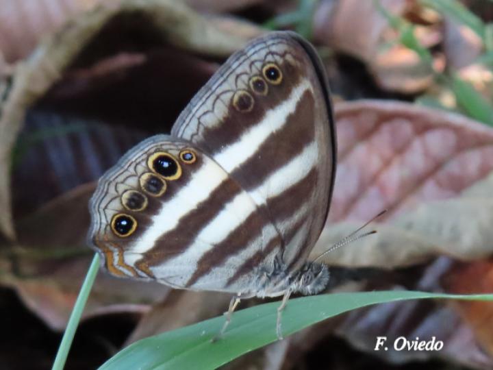 Pareuptychia ocirrhoe