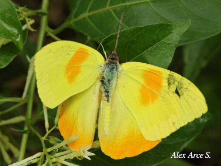 Phoebis philea philea (Mariposa azufre de bandas naranja) Phoebis philea philea (Mariposa azufre de bandas naranja)