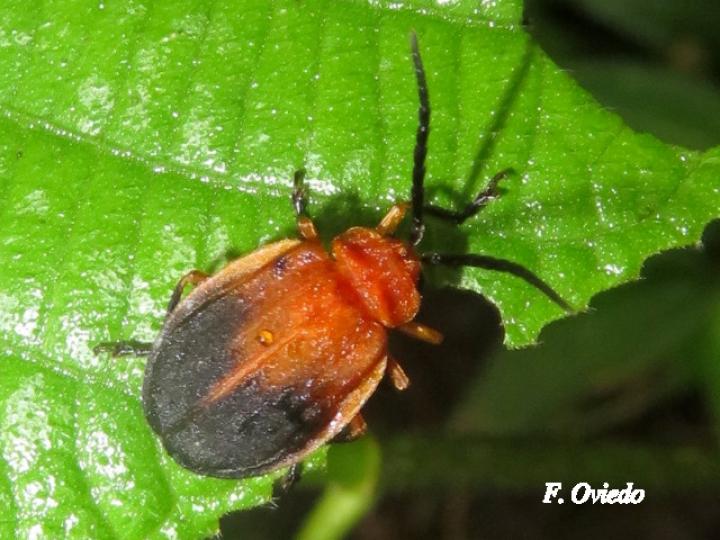 Platycesta depressa
