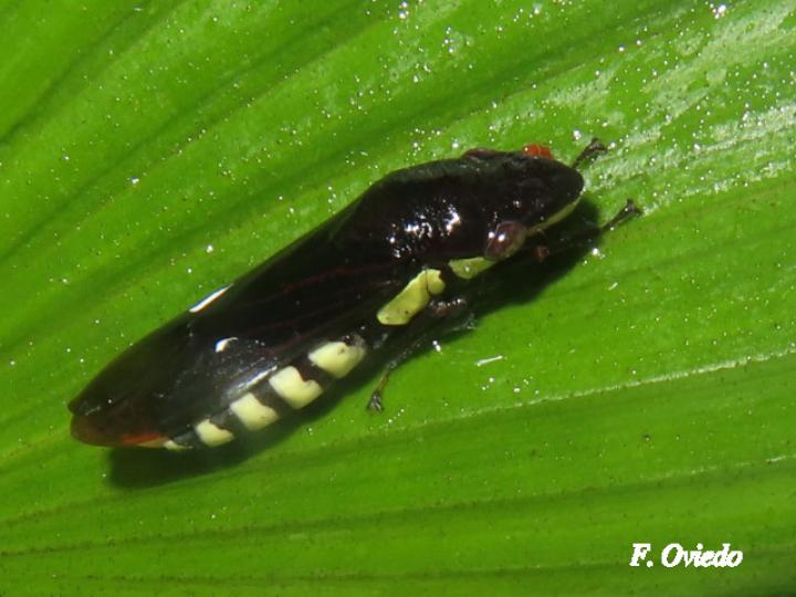 Pseudophera contraria