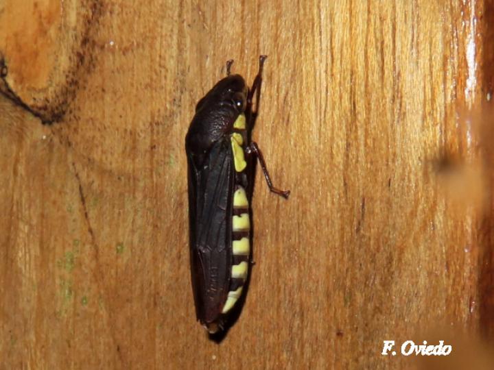 Pseudophera contraria