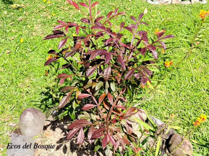 Quassia amara (Hombre grande)