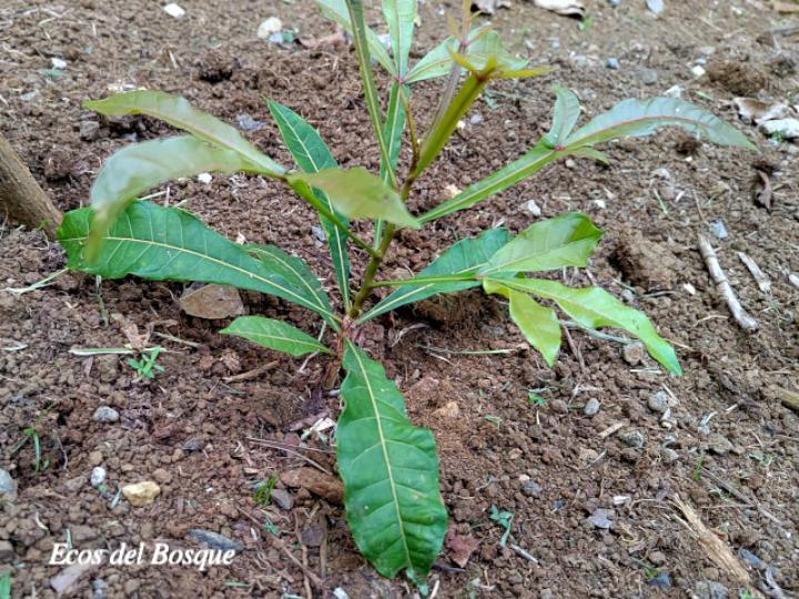 Quassia amara (Hombre grande)