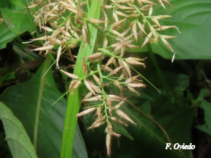 Rhynchospora polyphylla