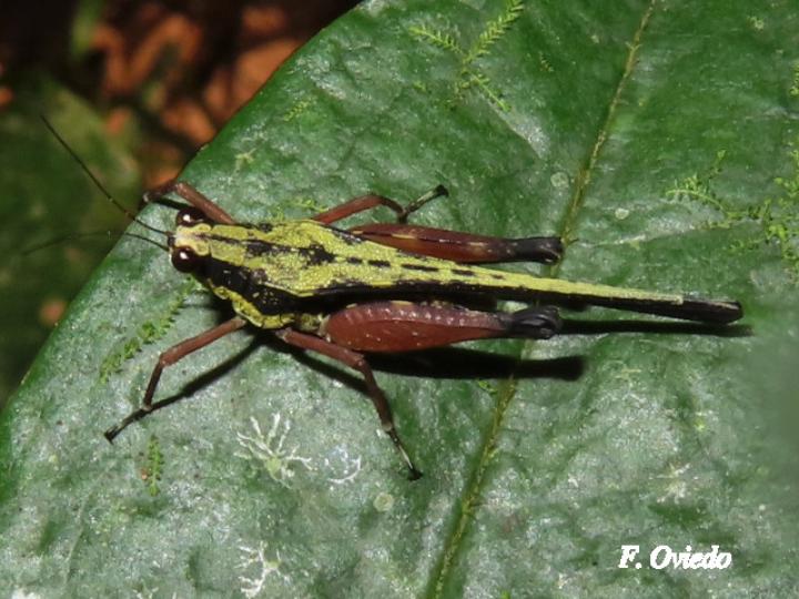 Scaria fasciata