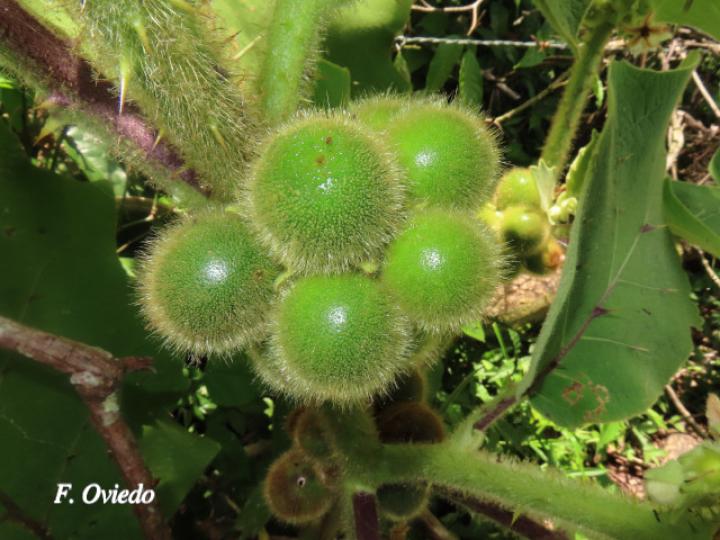 Solanum candidum (Huevos de perro)