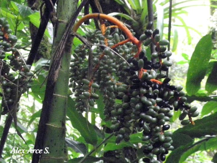Chamaedorea tepejilote (Pacaya)