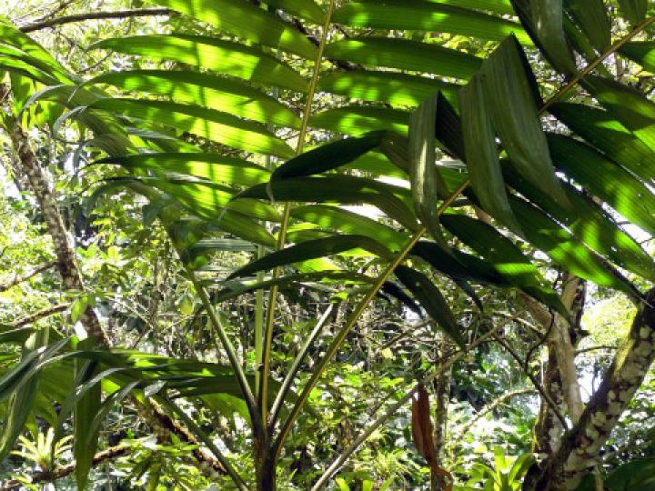 Chamaedorea tepejilote (Pacaya)