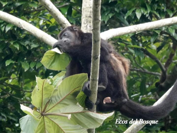 Alouatta palliata (Mono congo, mono aullador)