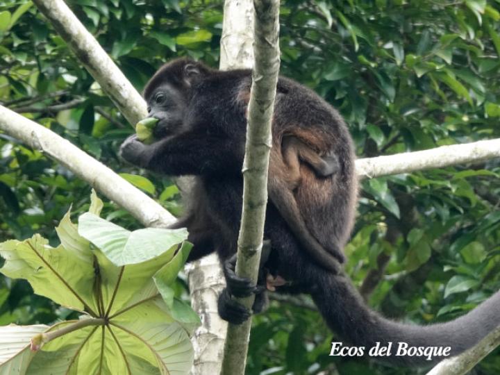 Alouatta palliata (Mono congo, mono aullador)