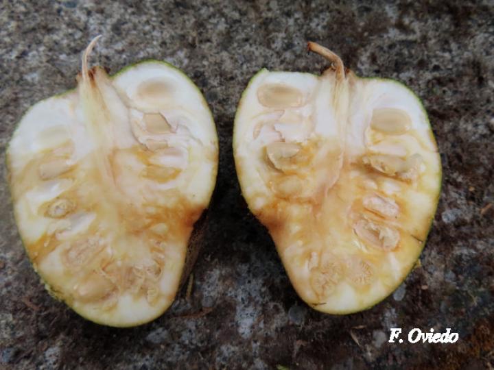 Annona glabra (Guanábana silvestre)
