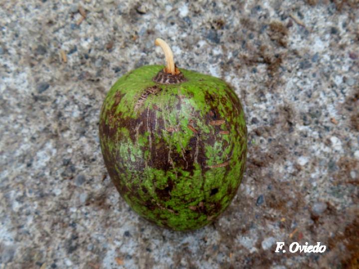 Annona glabra (Guanábana silvestre)
