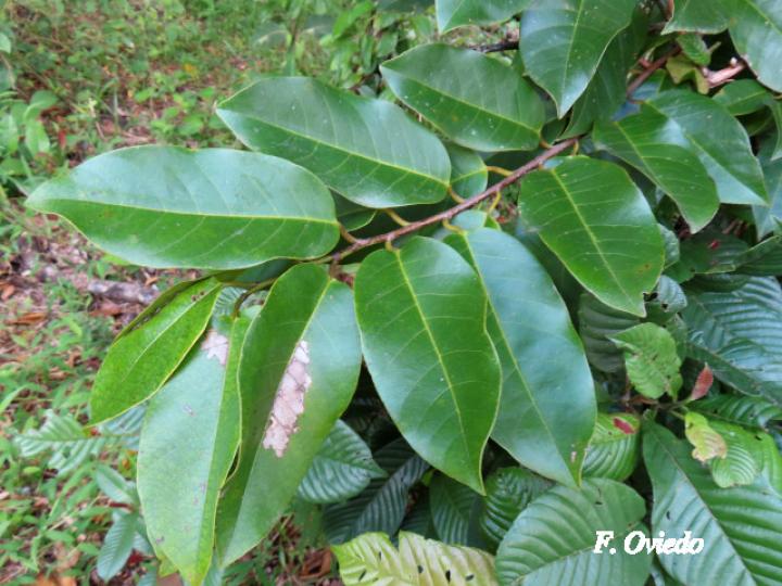 Annona glabra (Guanábana silvestre)