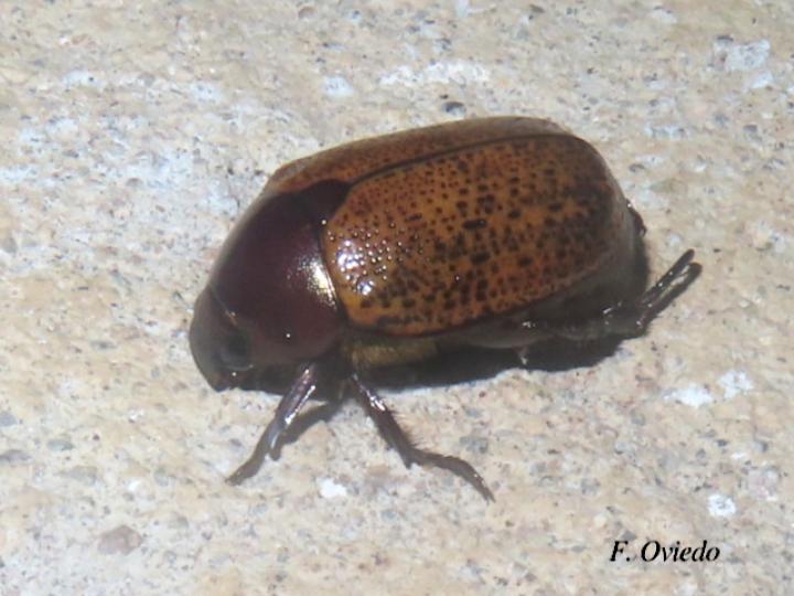 Anomala valida