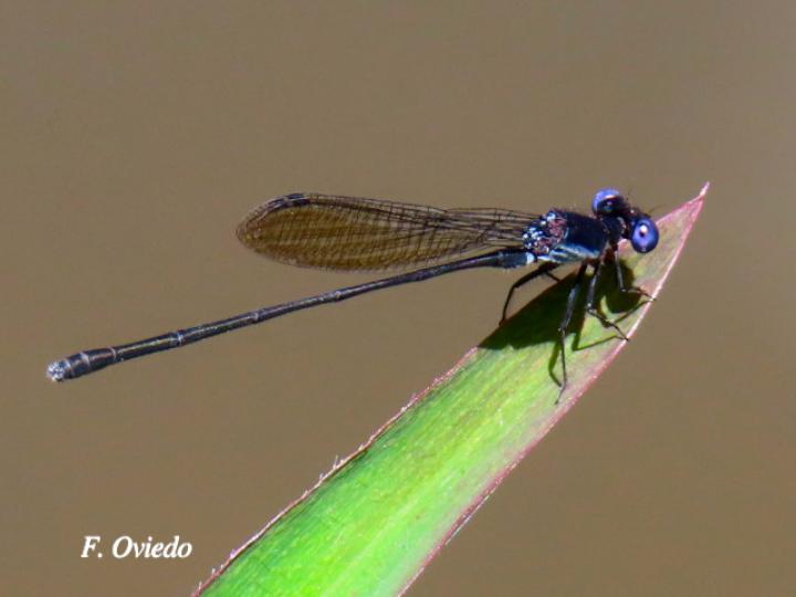 Argia translata (Azulilla de arroyo fusca)