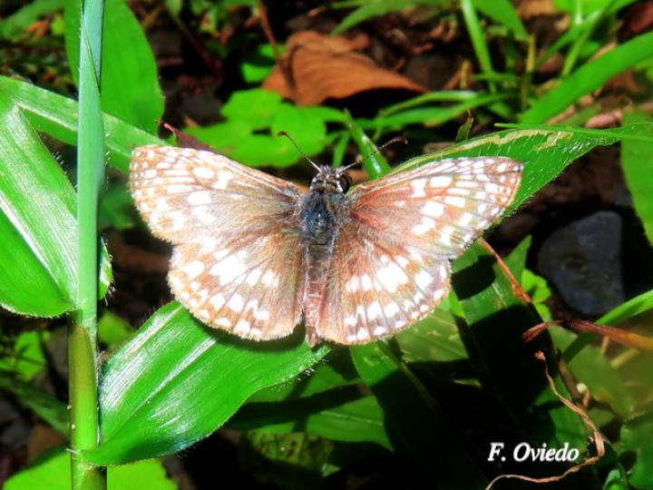 Burnsius oileus (Saltarina a cuadros tropical)