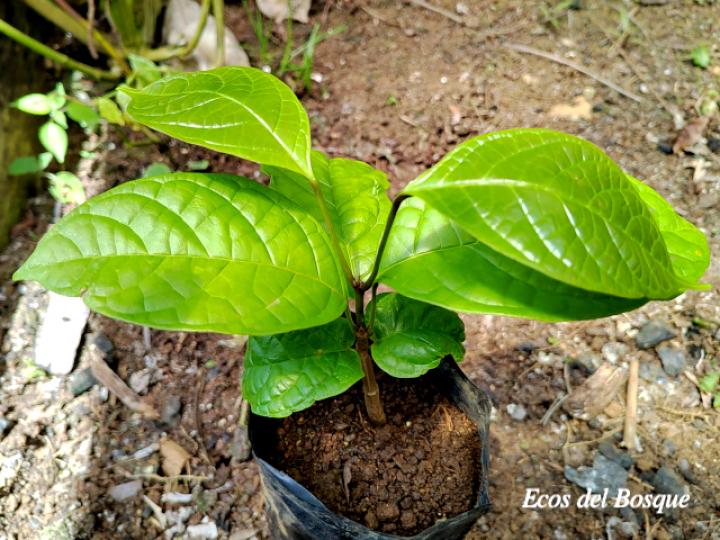 Callichlamys latifolia (Plántula)