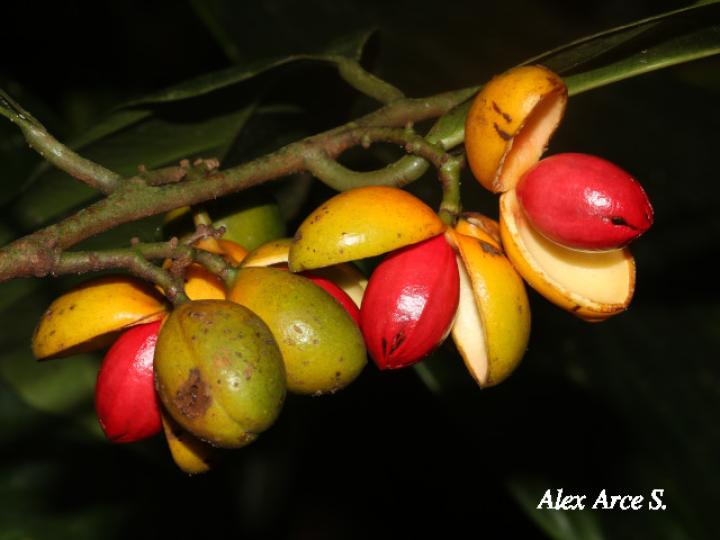 Compsoneura mexicana (Fruta dorada, sangrillo)