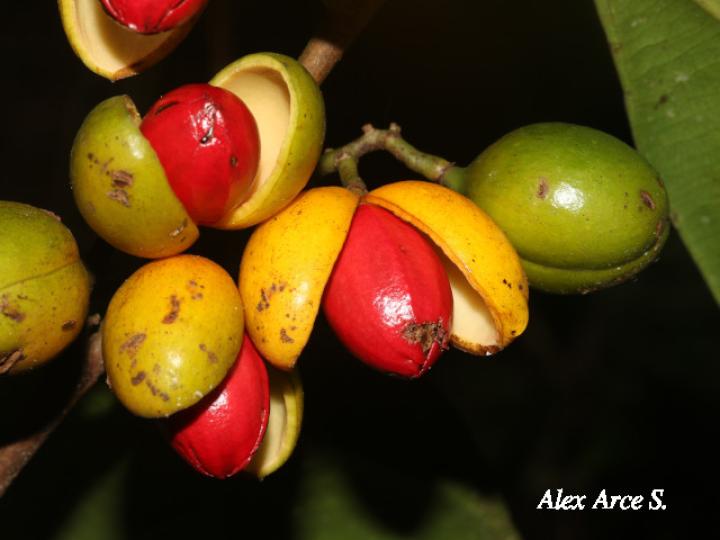 Compsoneura mexicana (Fruta dorada, sangrillo)