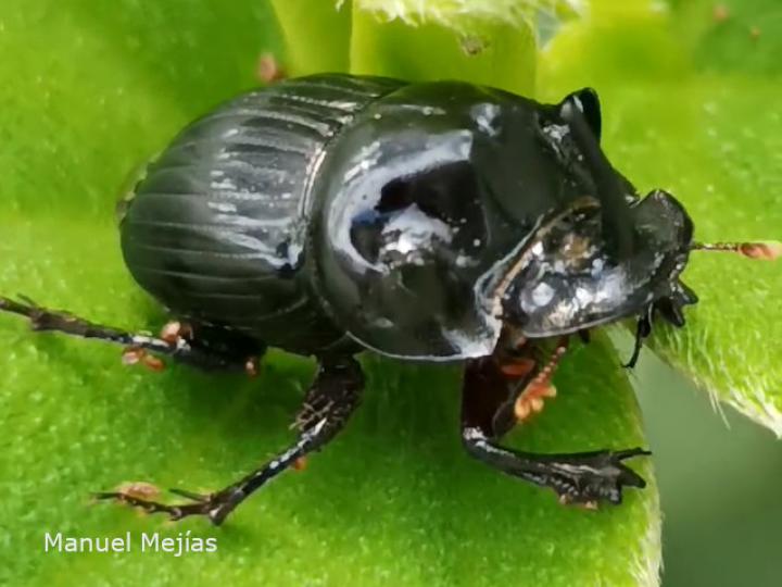 Copris lugubris (Escarabajo pelotero)