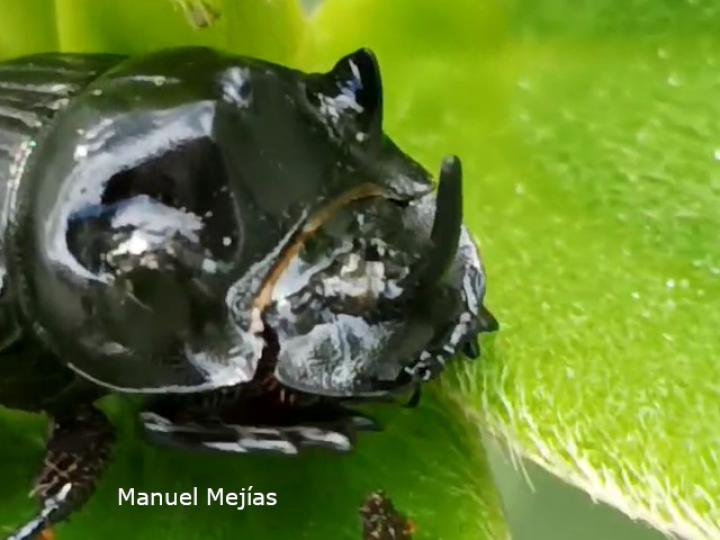 Copris lugubris (Escarabajo pelotero)