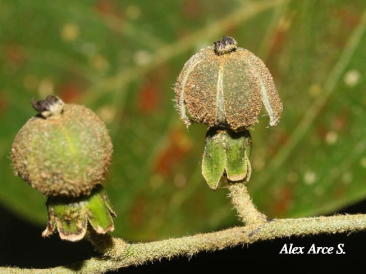 Croton bilbergianus (Targuacillo)