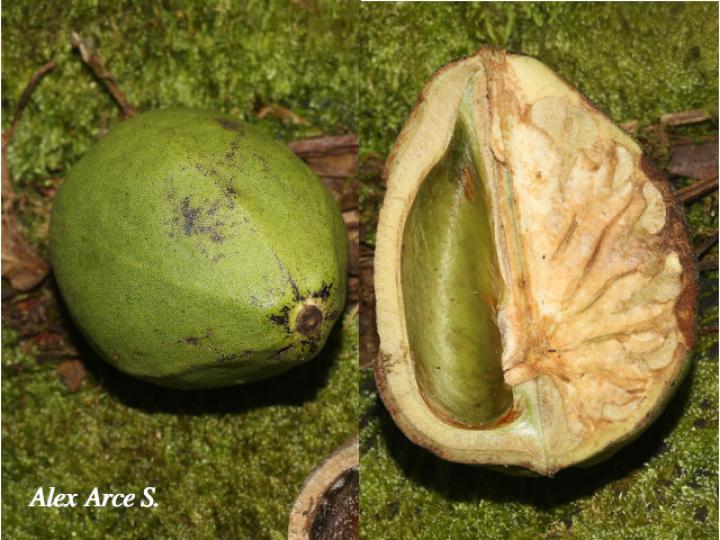 Croton megistocarpus