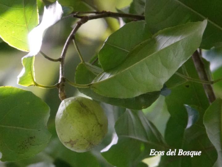 Croton megistocarpus