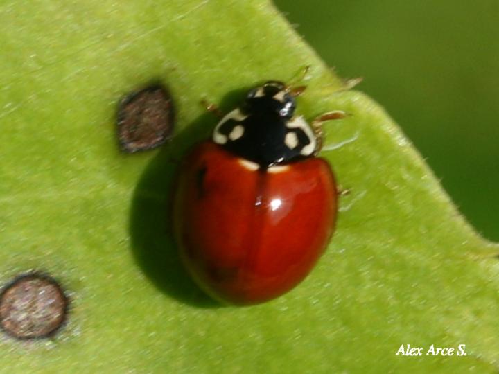 Cycloneda emarginata (Catarina sin manchas)