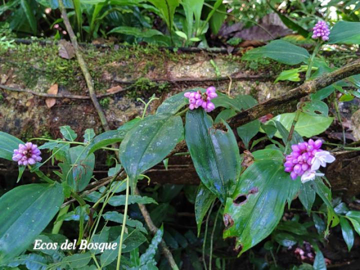 Dichorisandra hexandra